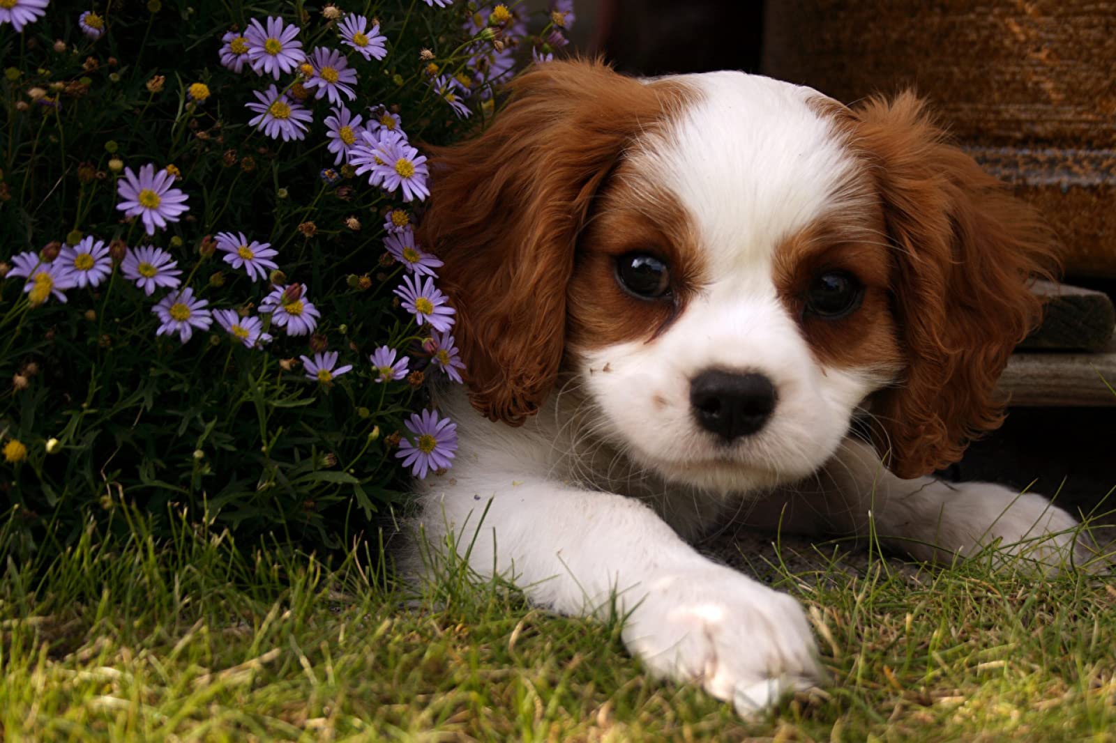 puzzle per adulti 1500 pezzi Cucciolo di King Charles Spaniel 87x57cm
