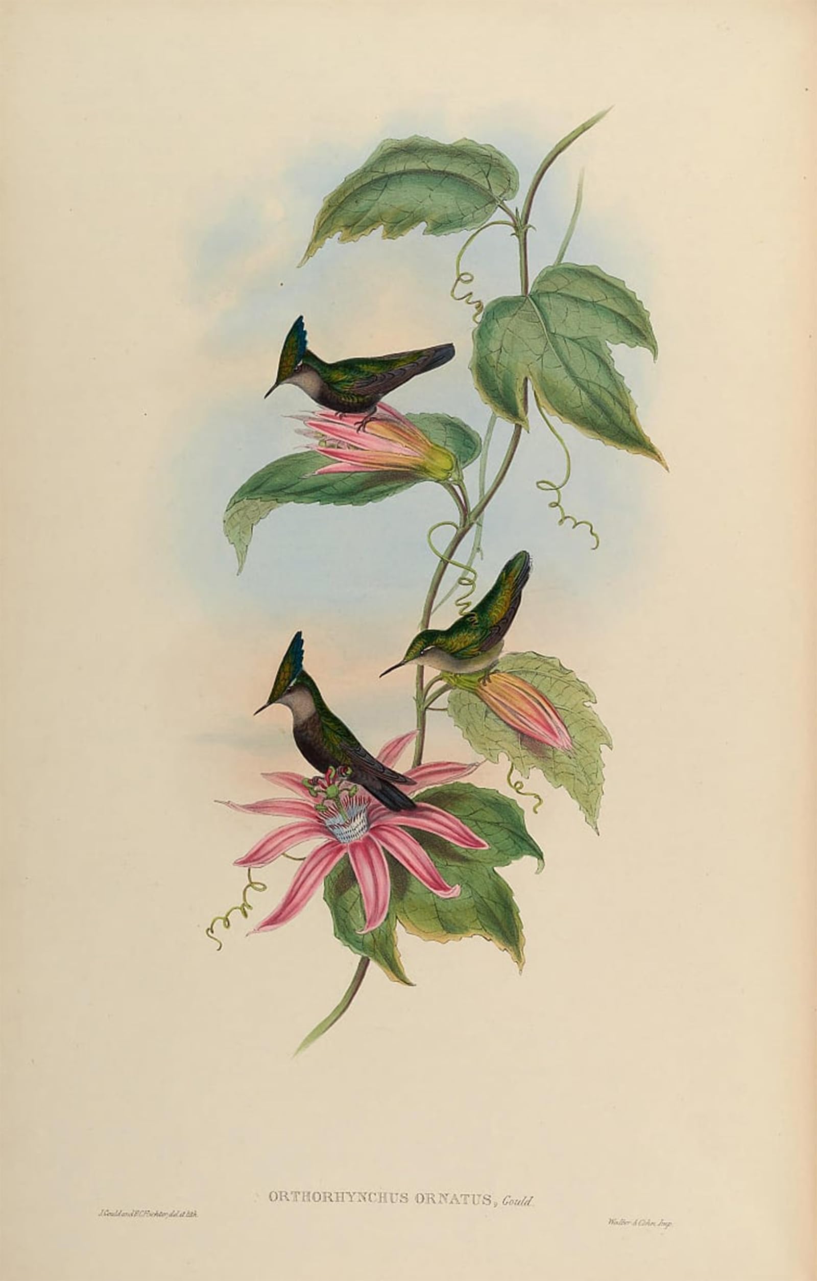 ARTXLXXBN Famous Prints Artwork Pictures Poster Painting Art Animal Bird Orthorhynchus Ornatus Orthorhynchus Cristatus Ornatus by John Gould Artwork Landscape Pictures for Home Decor 60x90cm