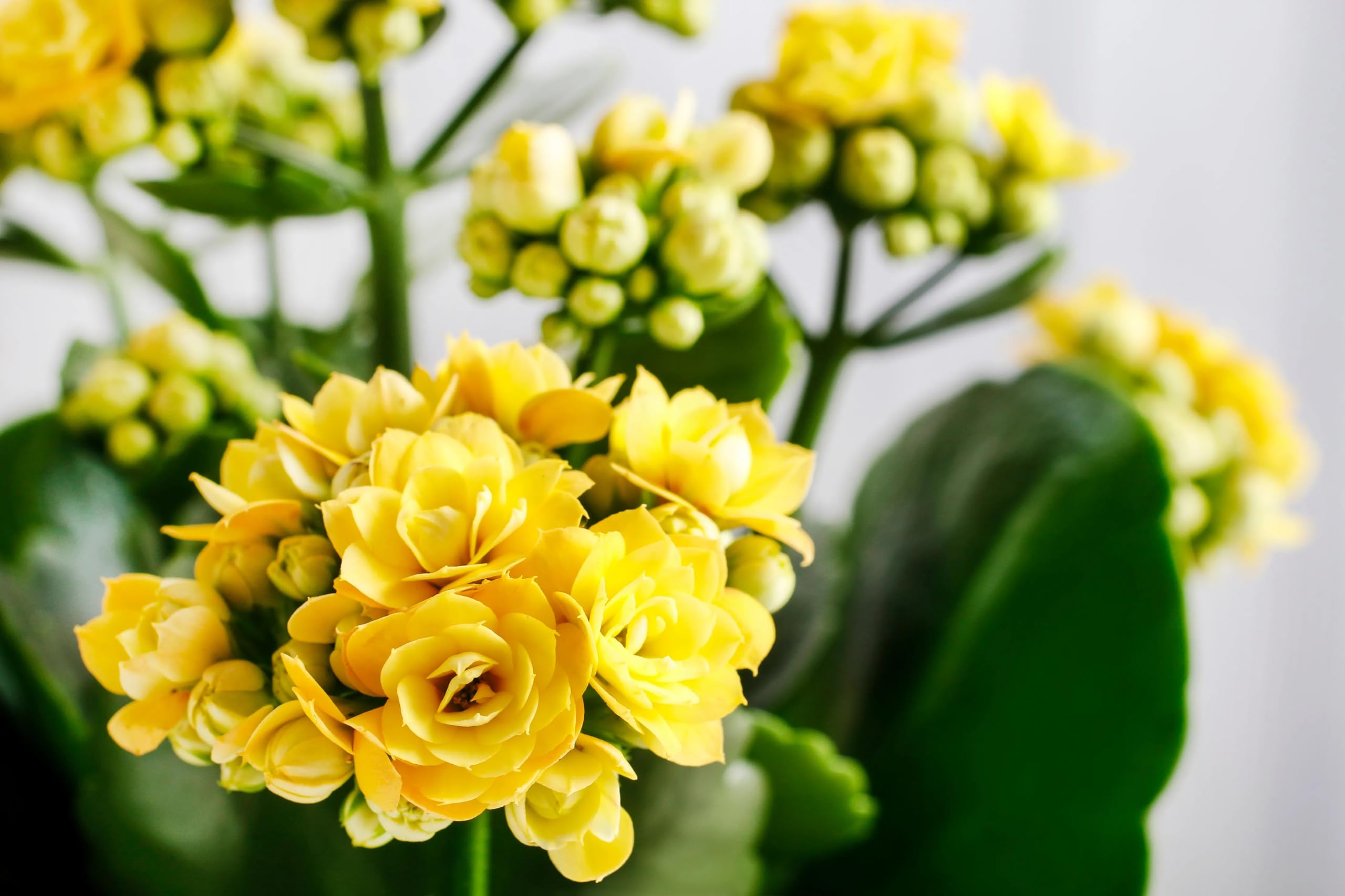 GreenCaart Live Kalanchoe Double Petals Flower (Yellow) Hybrid variety flower Plant Indoor Air Purify Plant with Pot Pack of 2 (B0CSWV9D7N) Amazon Price History, Amazon Price Tracker