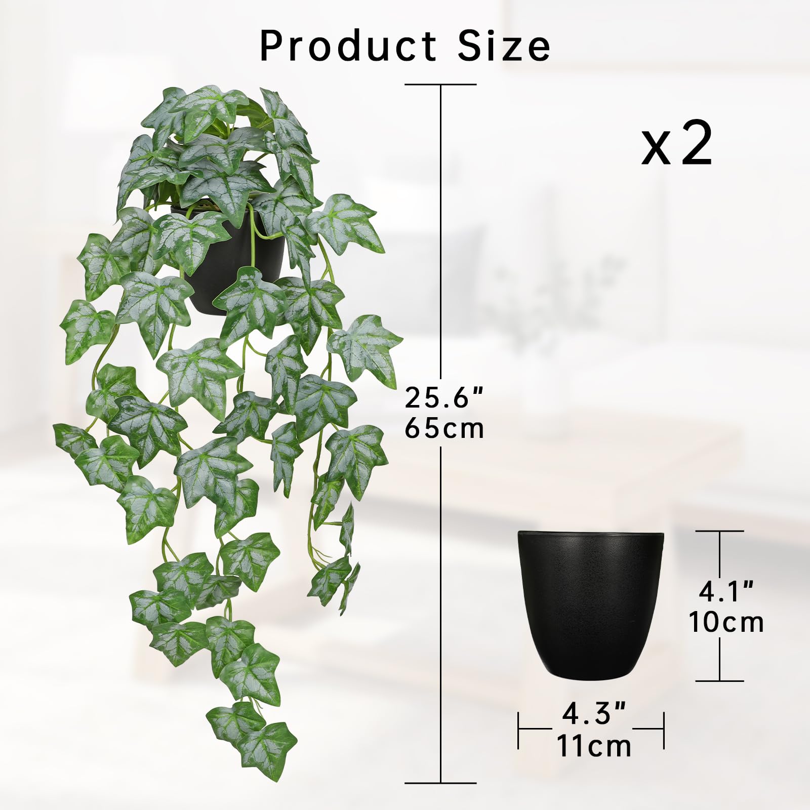 glücksfeder schatten Glücksfeder - Zamioculcas zamiifolia main image 0