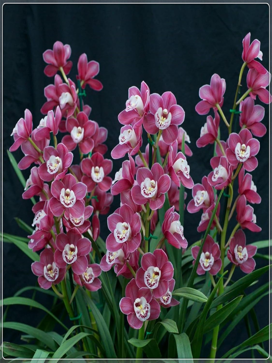Canna Lily Flower Bulbs Choosing The Best Calla Lily Companion Plants For  Your Garden Lirio De Los Valles Semillas