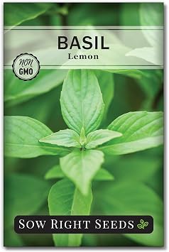 Sow Right Seeds - Lemon Basil Seed for Planting Indoor Outdoor