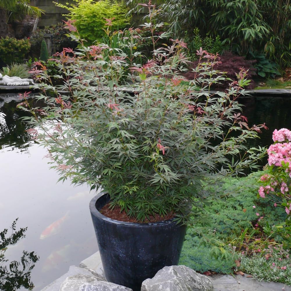 Acer Palmatum 'Jerre Schwartz' - Red Spring Foliage, Green Summer Leaves, Hardy Japanese Maple, 1X 6.5 Litre Pot by Thompson and Morgan