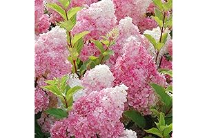 QAUZUY GARDEN Vanilla Strawberry Hydrangea Seeds