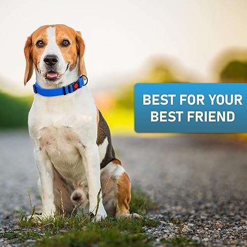 Miniatura 8 de Collar de perro ajustable con código QR identificación adjunta, fabricado en Estados Unidos, collar de perro resistente al agua con hebilla de