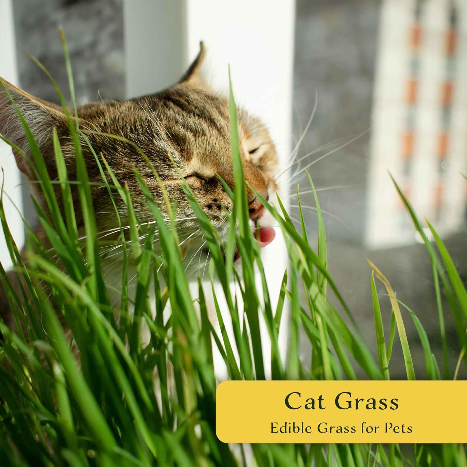 4 Cat Grass – Nutritious, Pet-Friendly Grazing Grass for Cats & Dogs for Gardens, Planters & Containers (Dactylis glomerata) in 2.5″ Cubes, Live Plants (4 Plants)