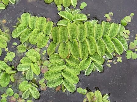 Creative Farmer Watermoss (Salvinia Natans) Live Aquatic Plants Rare - 10 Moss For Pond/Aquarium- Healthy (Healthy Plant)