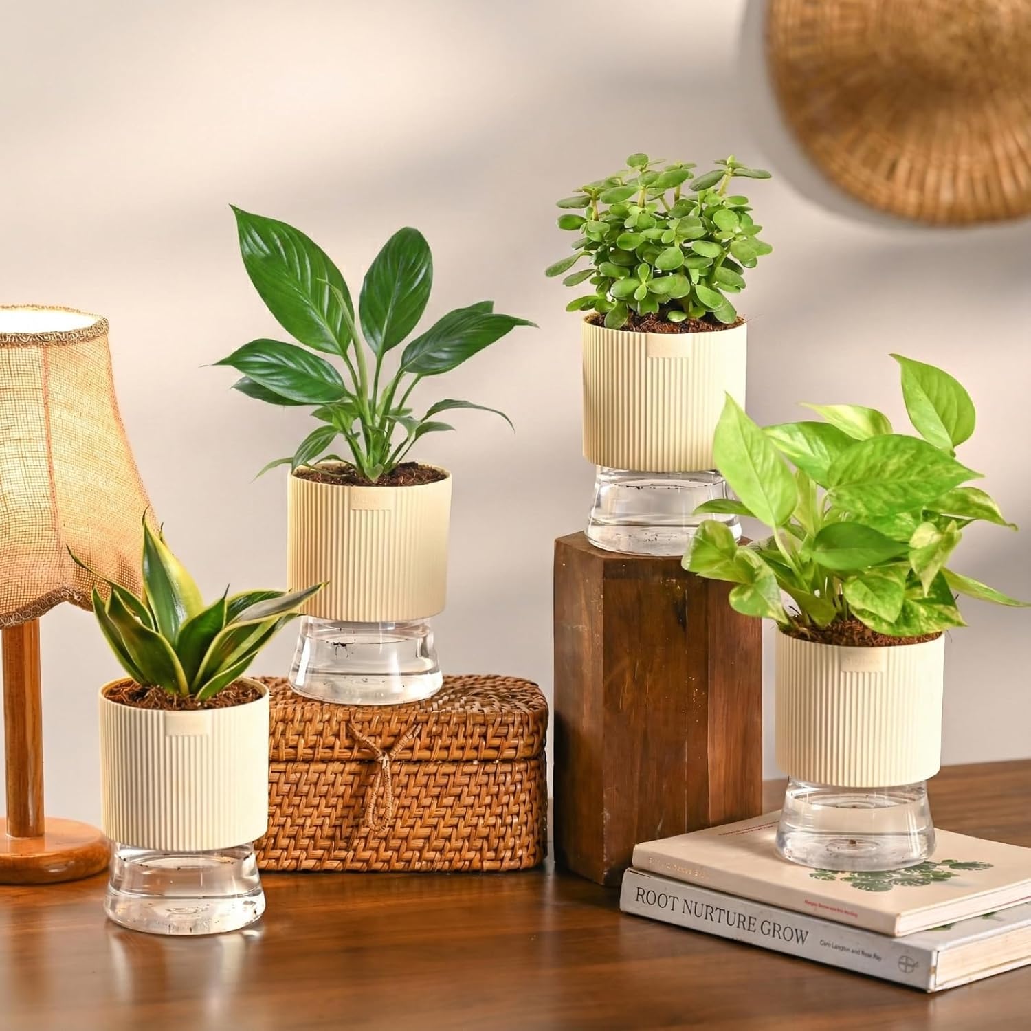 Air Purifier Indoor Plants Combo of 4 | Jade Mini, Peace Lily, Variegated Money & Snake Hahnii in Self Watering Kyoto Pots - Ivory-image-7