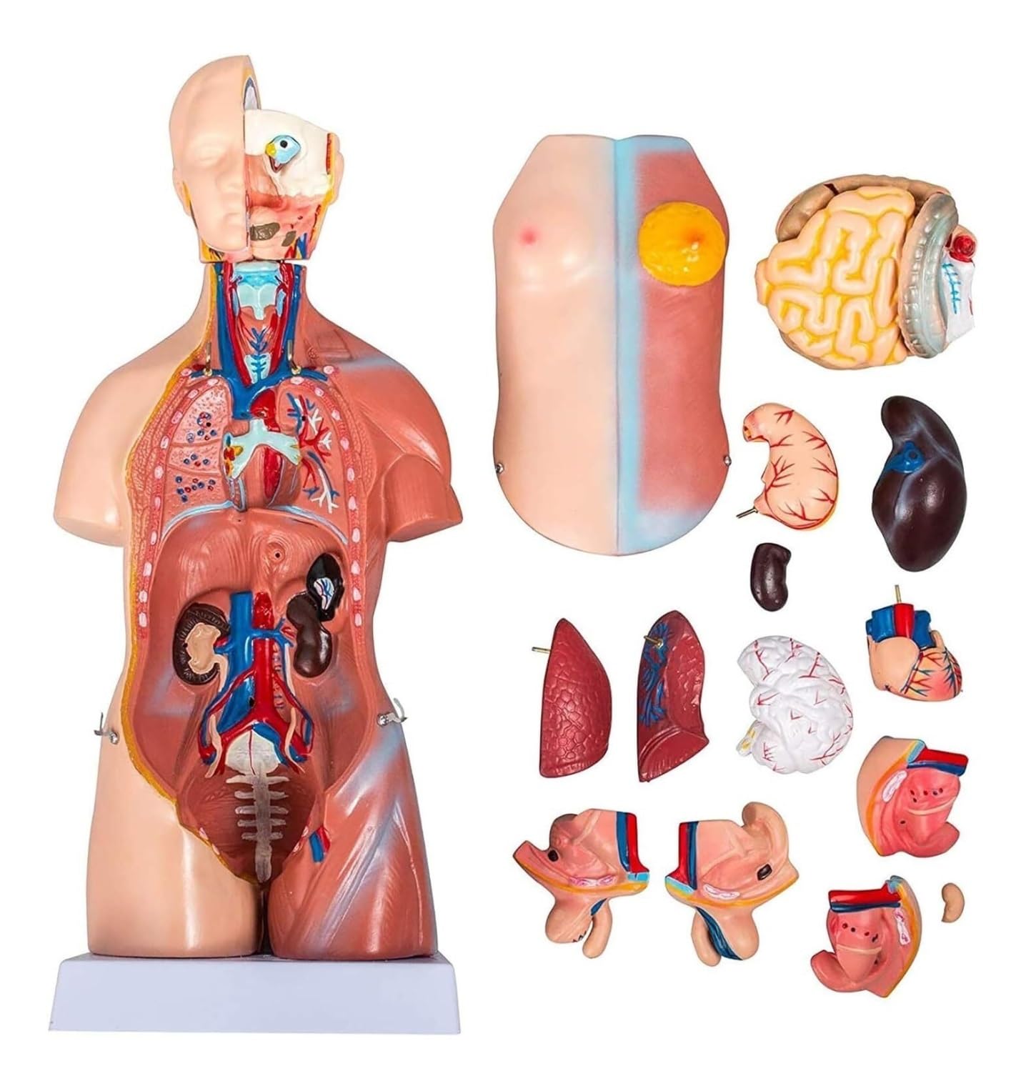 Anatomía De La Educación Modelo De Torso Humano, 23 Partes, Vísceras Humanas, Enseñanza Anatómica, Exhibición Órganos Humanos Muñeca de Anatomía