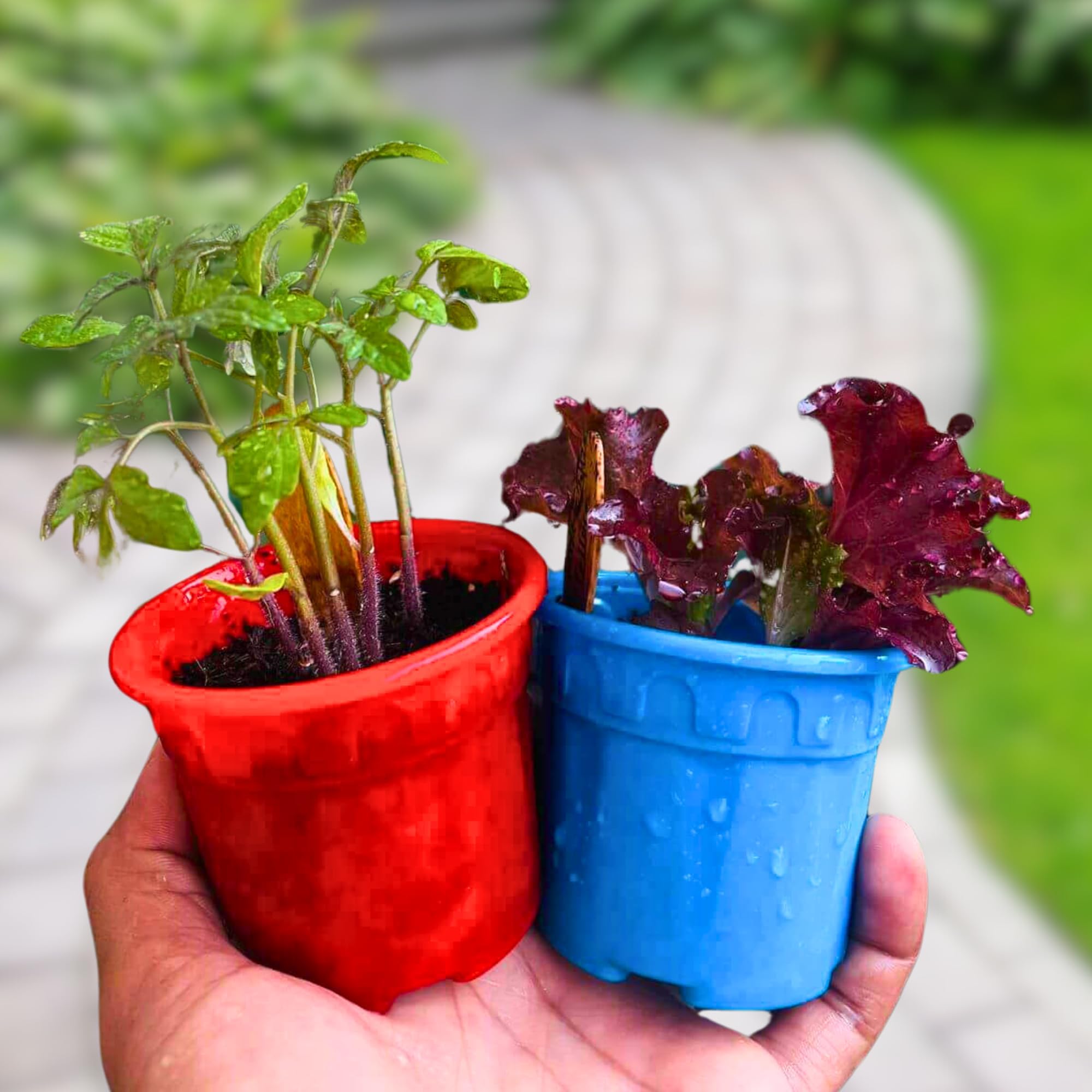 Bombay Greens 3 in 1 Flowers DIY Grow Kit – Gardening kit for Return Gift For Birthday For Kids, Home Gardener – (Zinnia, Sunflower & Butterfly Blue Pea) - Combo Pack of 8 1