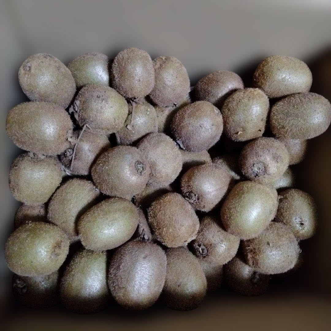 天然椹　サワラ　切り株　高さ約29.5㎝ 天然椹 サワラ 切り株 高さ約29.5㎝ 天然椹 サワラ 切り株 高さ約29.5