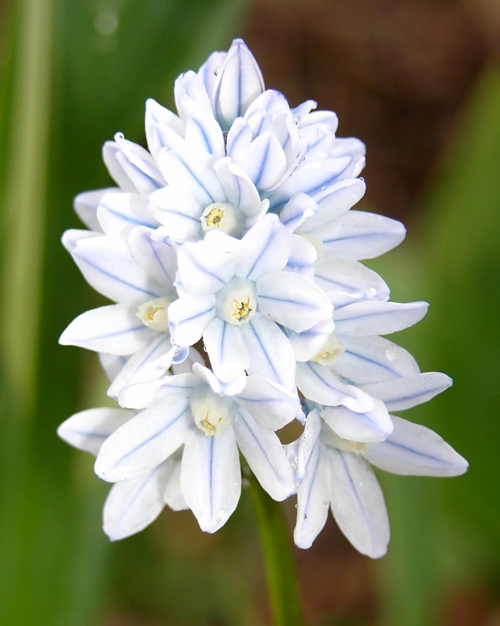 Libanotica Snowdrops Bulbs for Planting | White Bell-Shaped Spring Flowers Air Purification, Decorative Style, Indoor/Outdoor Use, Pack of 5 Bulbs