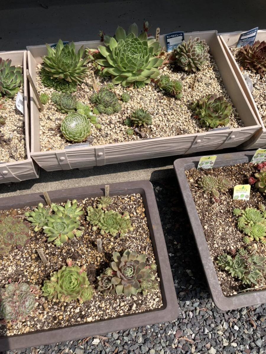 Amazon.co.jp: 多肉植物 センペルビウム 10種お名前付き