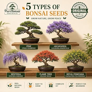 Bonsai Tree Starter Kit for Beginners Complete Indoor Growing Kit with 5 Unique Japanese Bonsai Tree Seeds Pots & Gardening Tools DIY Gift for Adults