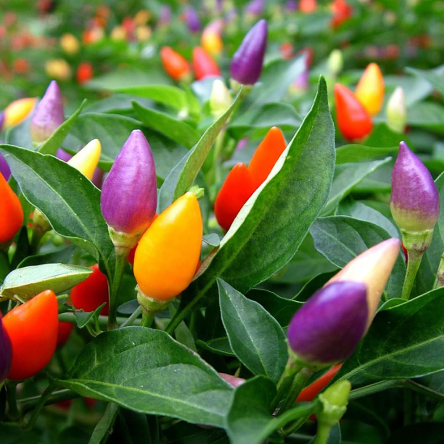 Hug A Plant | Ornamental Chilli Plant Fruit/Ornamental Live Plant (Home & Garden) (B0CJTX77P9) Amazon Price History, Amazon Price Tracker