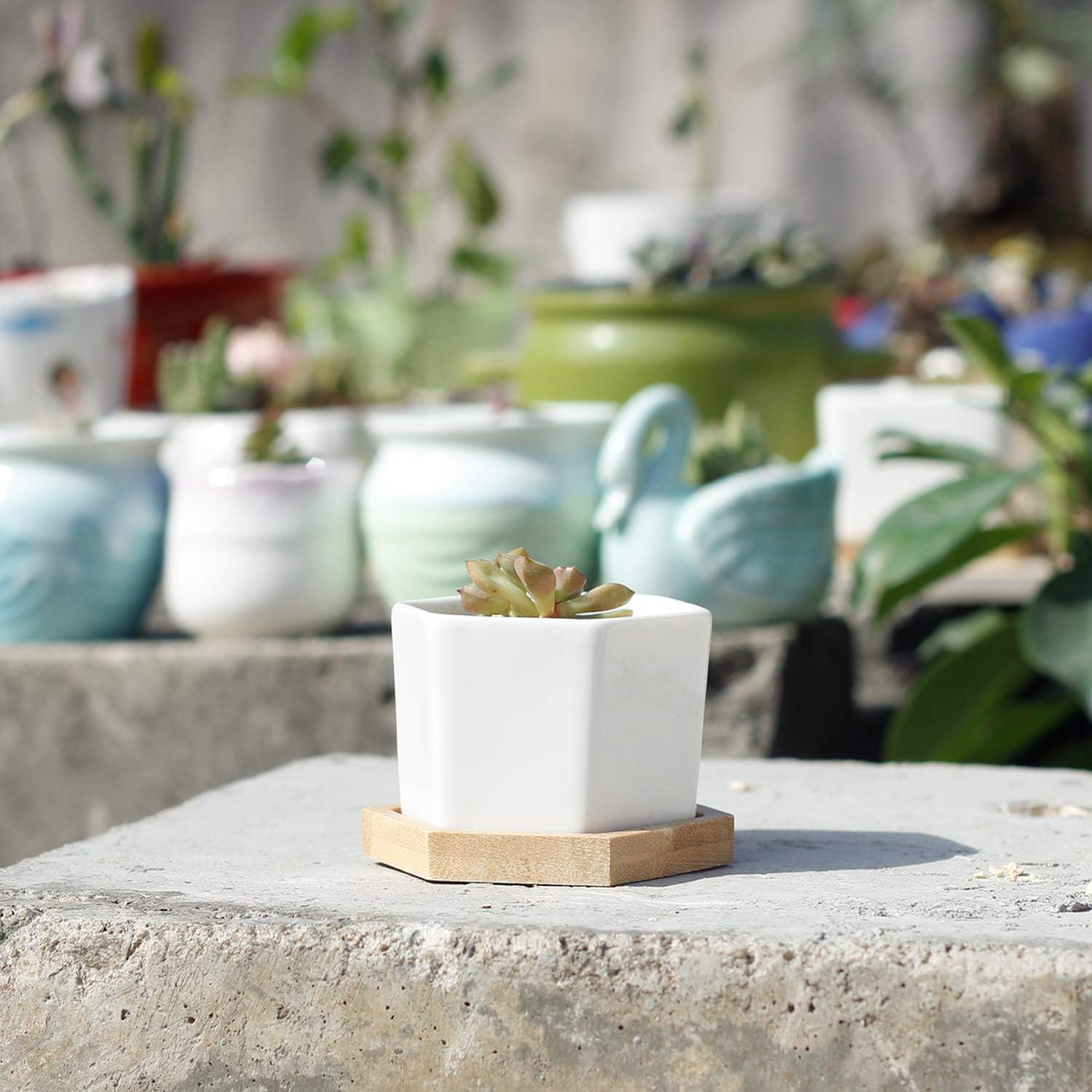 Greenaholics Small Succulent Plant Pots - 2.76 Inch White Ceramic Planter Indoor Mini Flowers Containers for Succulents or Cactus with Drainage and Bamboo Tray - Set of 6