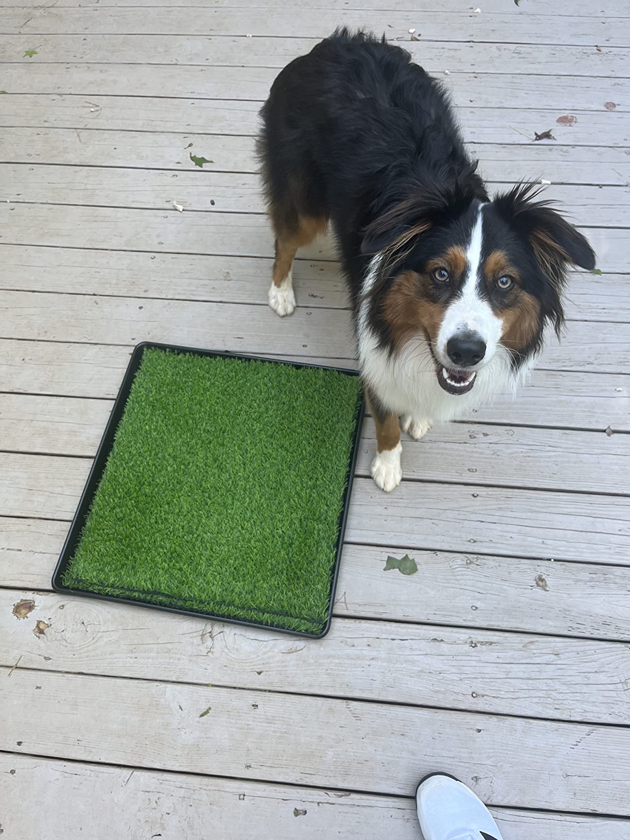 Choicons Dog Grass Pad with Tray Large,35.5”×23.6”Dog