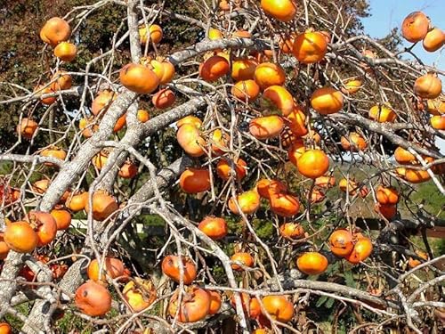 Gro From Texas Persimmon Seeds For Planting Outdoors - American Persimmon Fruit Tree Seed (Diospyros Texana) 20+ Seeds #TOP2
