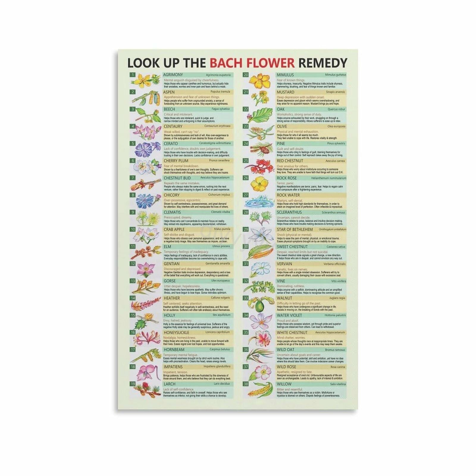 SSOPTMCB Alternative Medicine Guide Flower Essences and Remedies Chart Properties Reference for Holistic Health Decor(Framed,08x12inch(20x30cm))