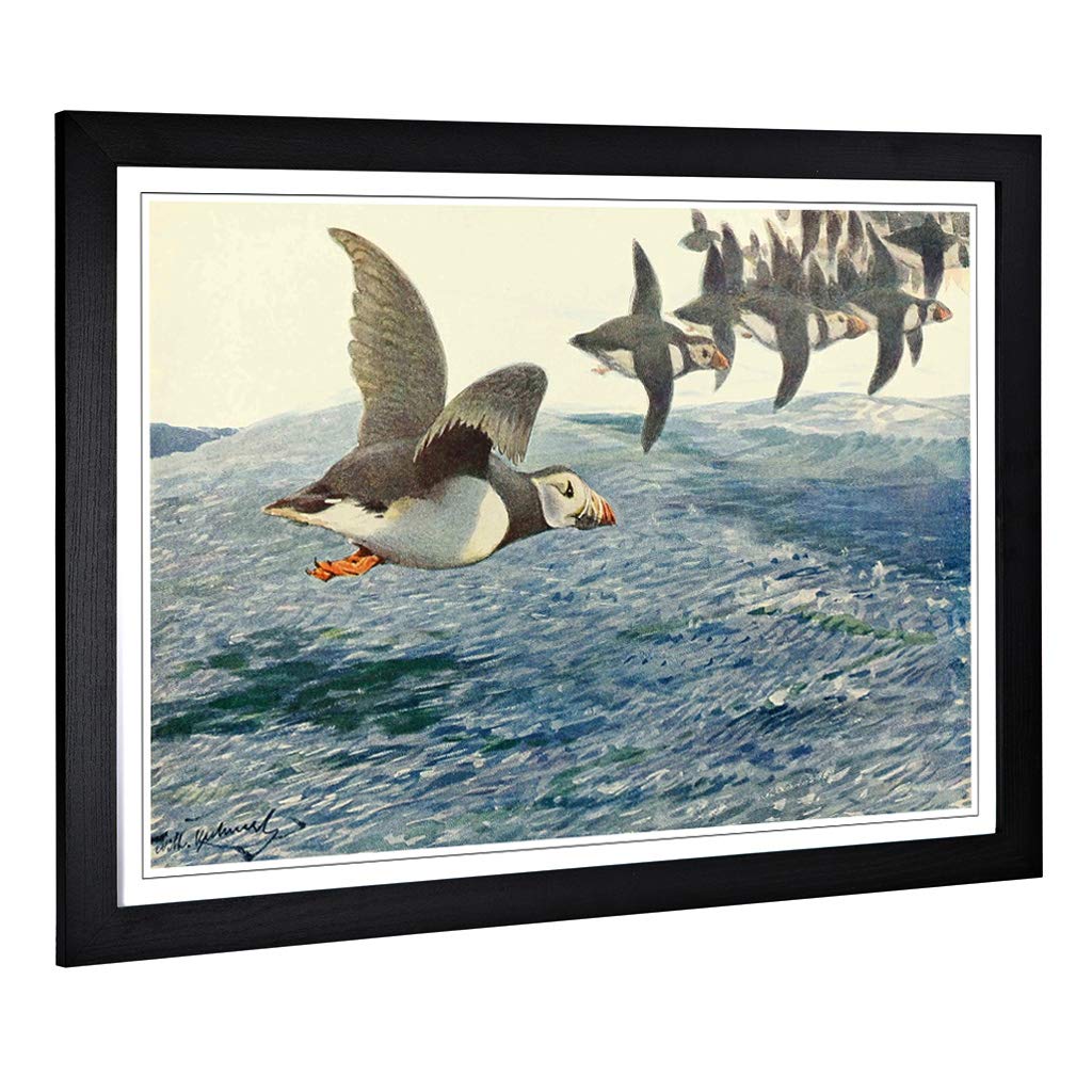 Big Box Art Framed Print of Vintage W Kuhnert Atlantic Puffin Design | Wall Art Picture | Home Decor for Kitchen, Living Room, Bedroom, Hallway, Black, A2 / 24.5x18 Inch / 62x45cm