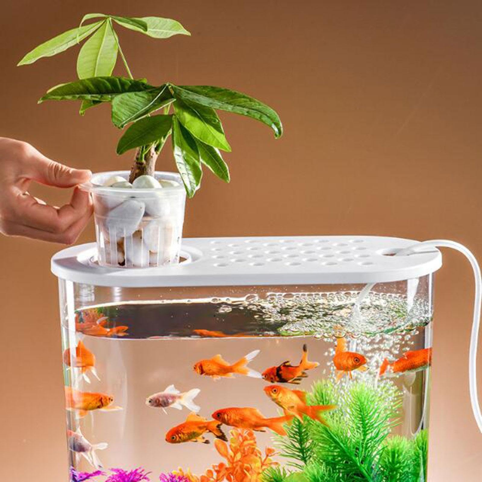 Small Fish R8c Small Fish Tank Ideas