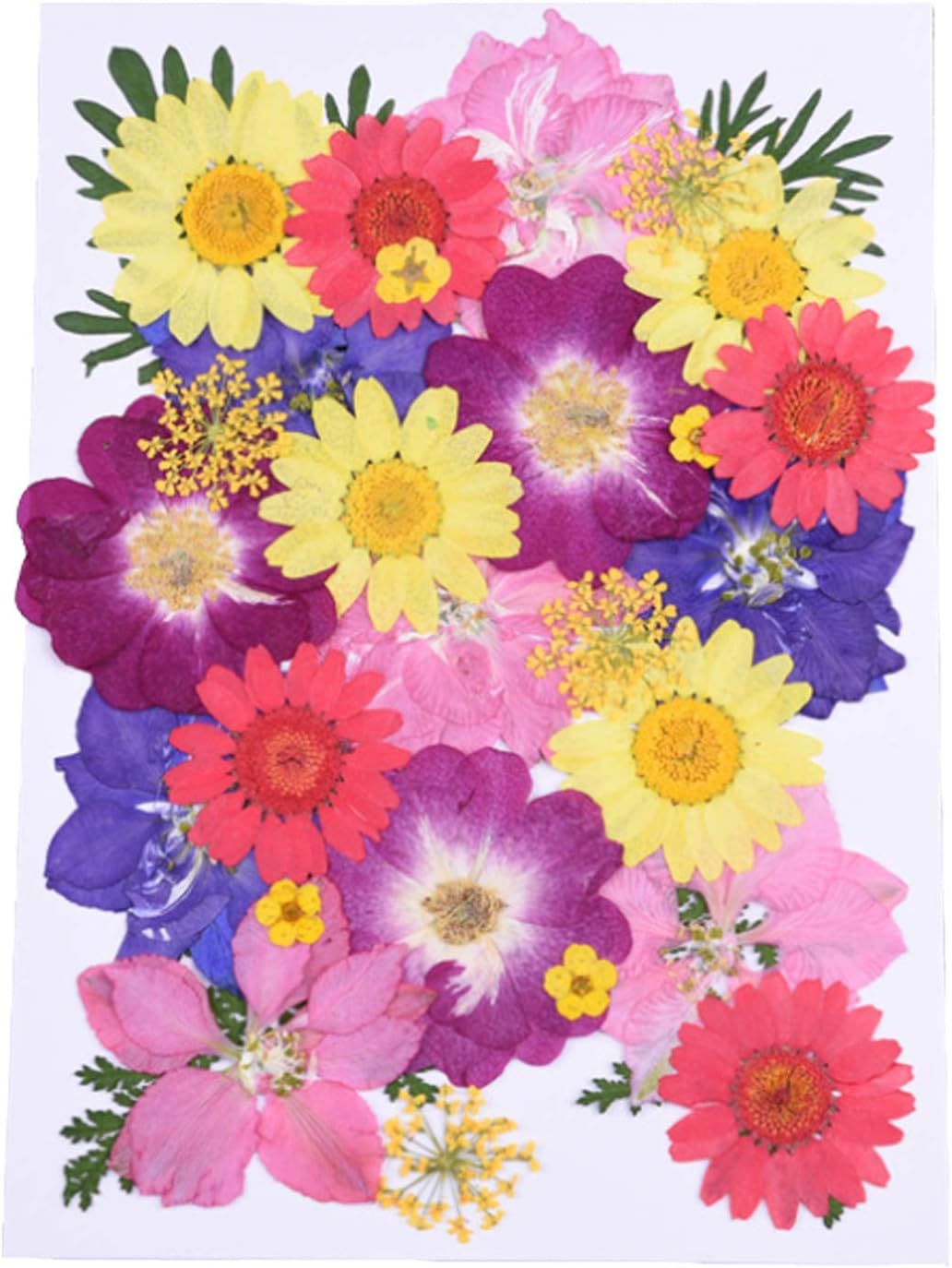 Wohlstand Pressed Flowers Mixed,Real Pressed Flowers,Dry Flowers Materials,Natural Dried Flowers DIY Art Floral for Make Art & Craft Collection Gift Foliage Floral Artcraft