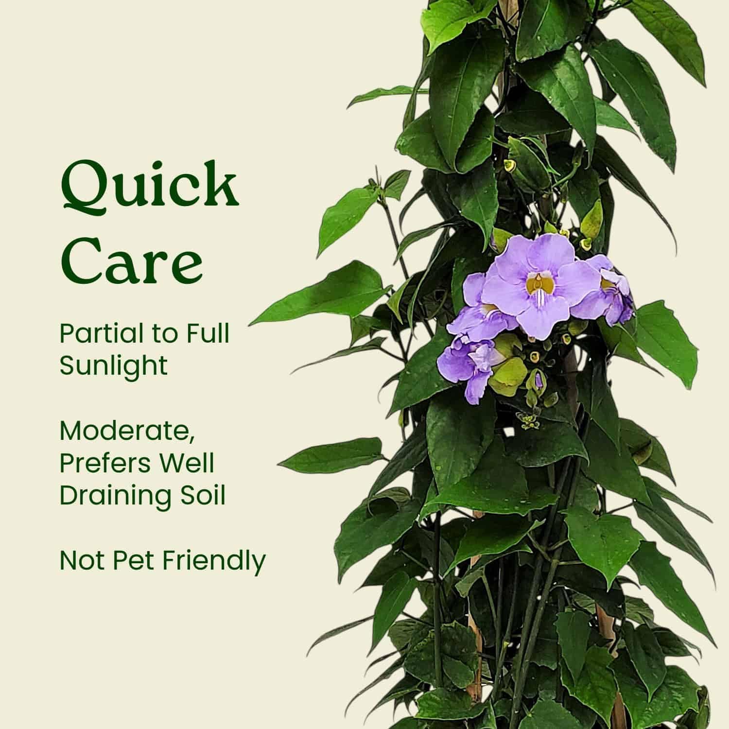 Live Sky Vine Plant Trellis - Thunbergia Purple Flowers - Tropical Plants of Florida - Overall Height 36" (Plant Only)