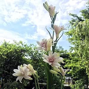 Tuberose Zwiebeln Winterhart - Duftende Blumen Für Garten Und Balkon