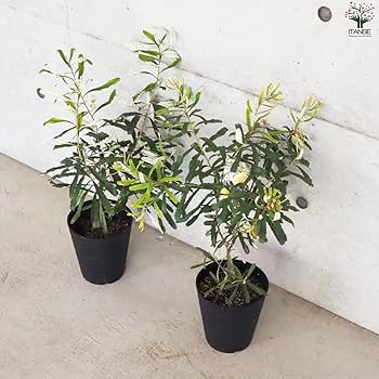 Amazon.co.jp: バンクシア オブロンギフォリア 5号鉢 1個売り