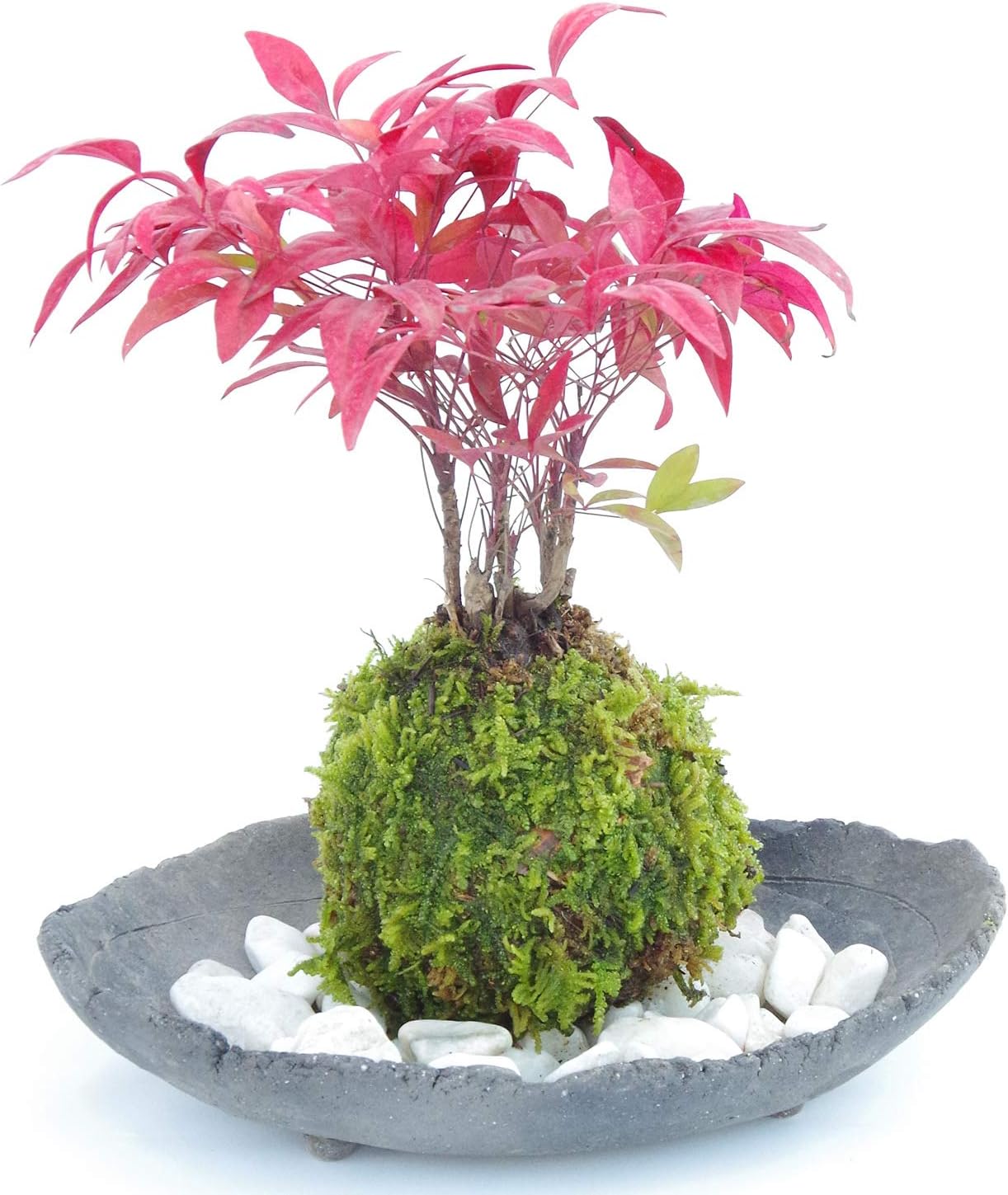 【春から秋は葉が緑色】いにしえの和をお届けします【南天（なんてん）の苔玉・炭化焼締器・敷石セット】 (敷石の色（白石）)