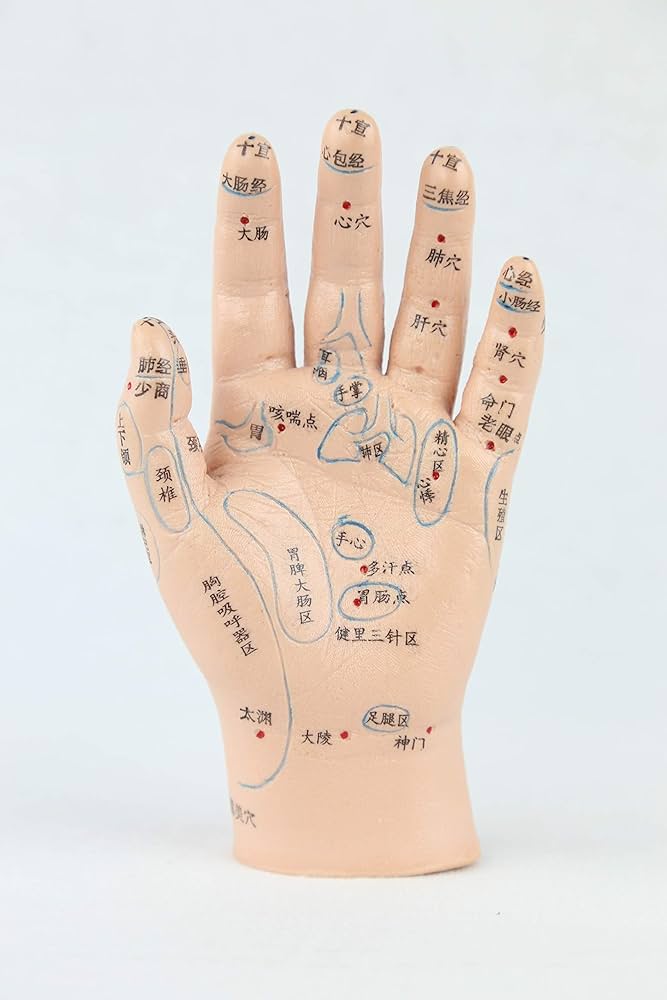 Amazon.co.jp: 人体模型 手・足 経穴・反射区模型セット : 産業・研究