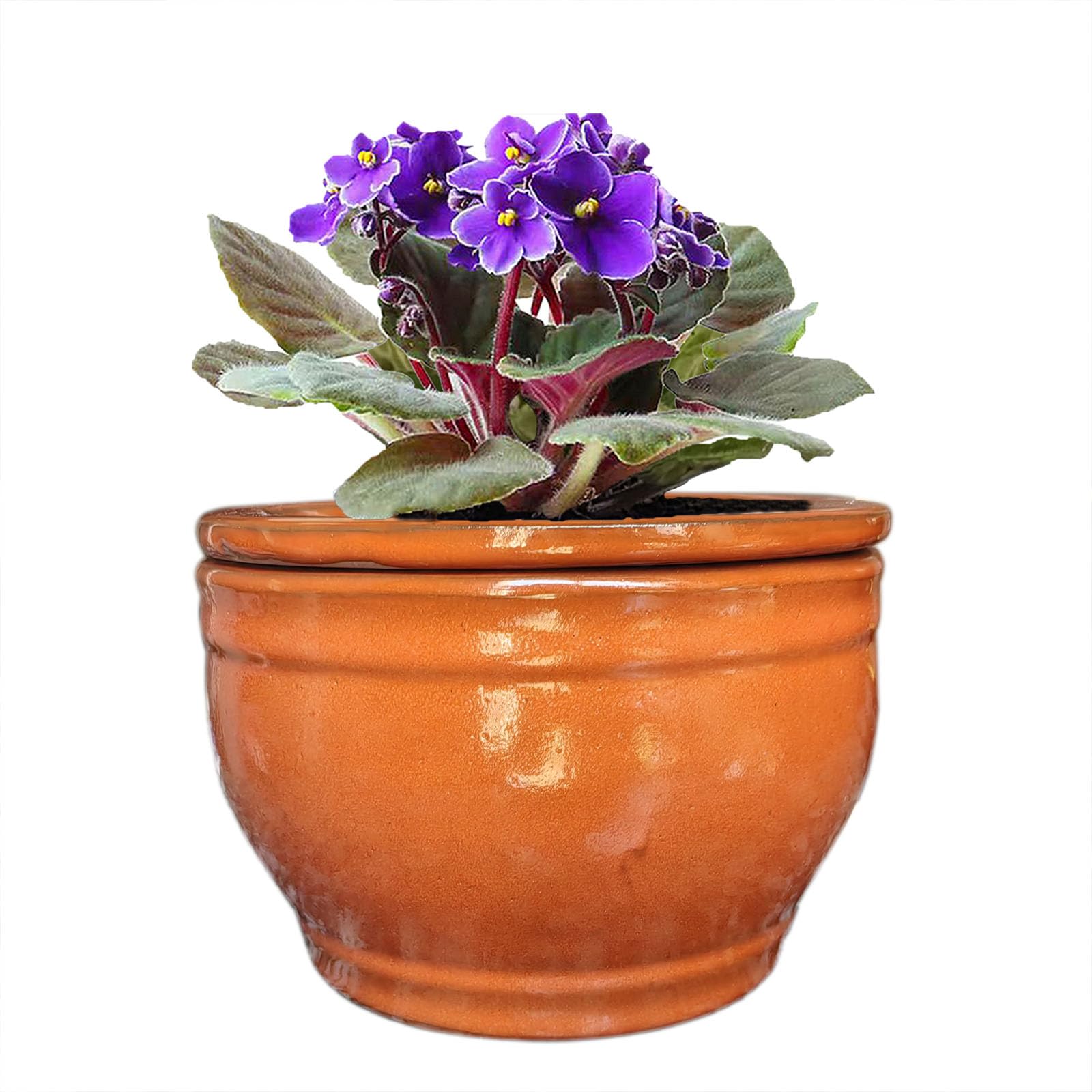 Dphagesy African Violet Self Watering Pot