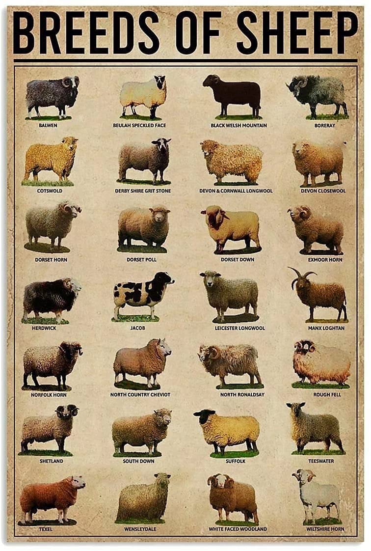 Metal Tin Sign Breeds Of Sheep Knowledge Metal Signs,Iron Painting Plaque Wall Decor Pub Man Cave Club Classic Bathroom Parlor Posters Cafe Store Rule 8X12 Inch