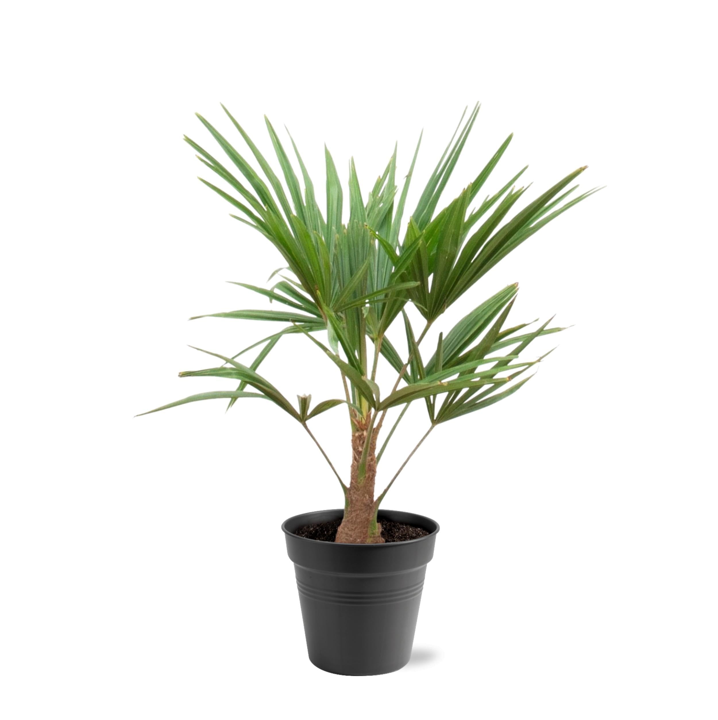 Palma konopna, Trachycarpus 100 cm, Ø 21 cm, wiecznie zielona palma z liśćmi w kształcie wachlarza, egzotyczna roślina doniczkowa do ogrodu, na taras, do ogrodu zimowego i salonu – łatwa w pielęgnacji