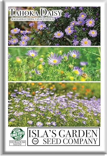 Semillas de flores de margaritas Tahoka para plantar, más de 1000 semillas de flores por paquete, semillas de jardín de Isla, semillas sin OMG y