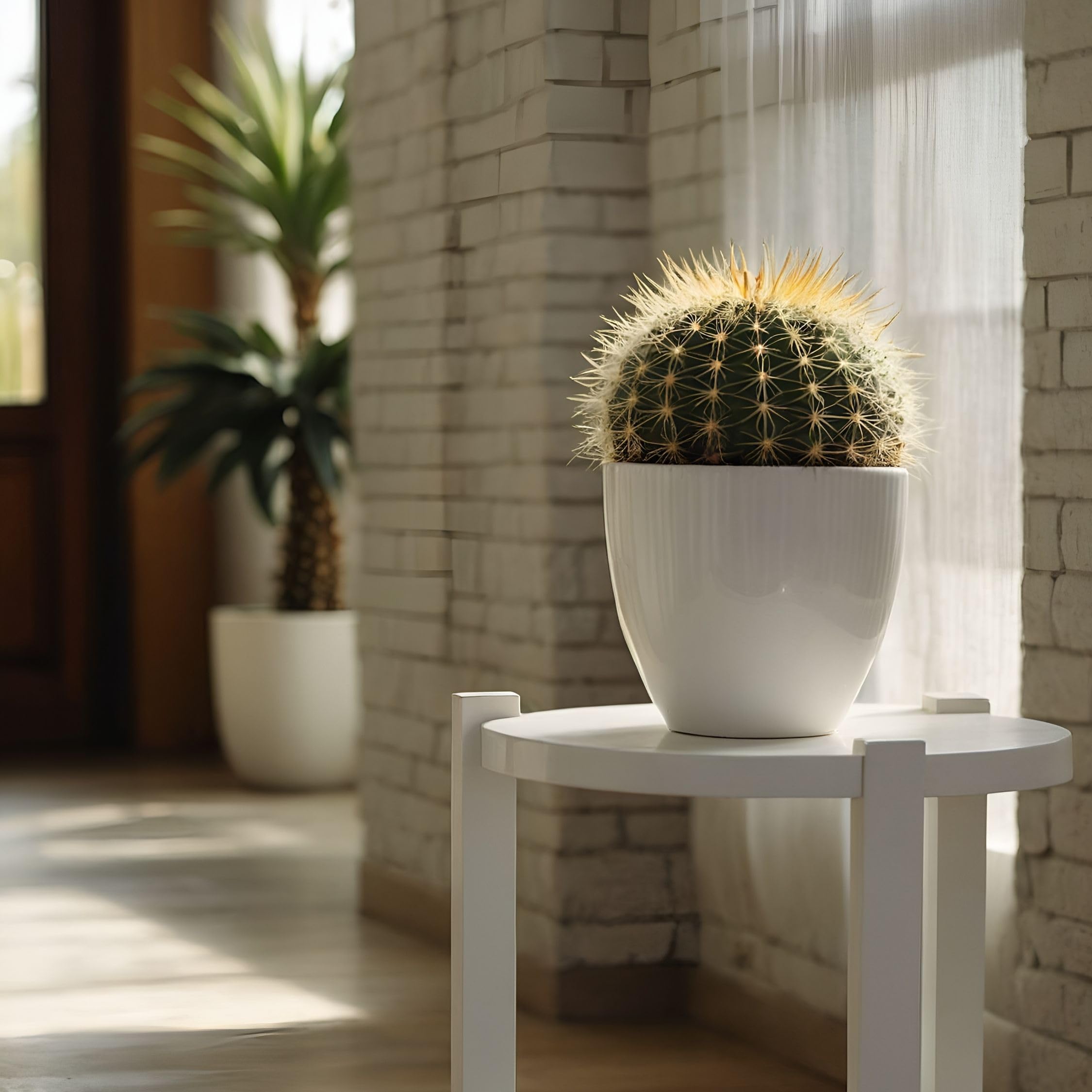 Plant in a Box - Echinocactus grusonii - Cactus a barile dorato - Cactus a sfera - Vaso 25cm - Altezza 25–35cm