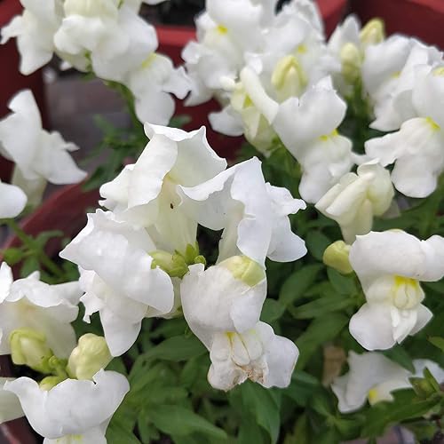 Miniatura 5 de Outsidepride Antirrhinum Majus Snapdragon Copo de nieve Flores cortadas para jardín - 10000 semillas