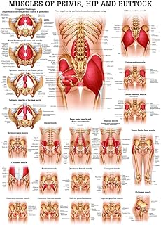 Muscles of Buttock, Hip and Pelvis Laminated Anatomy Chart