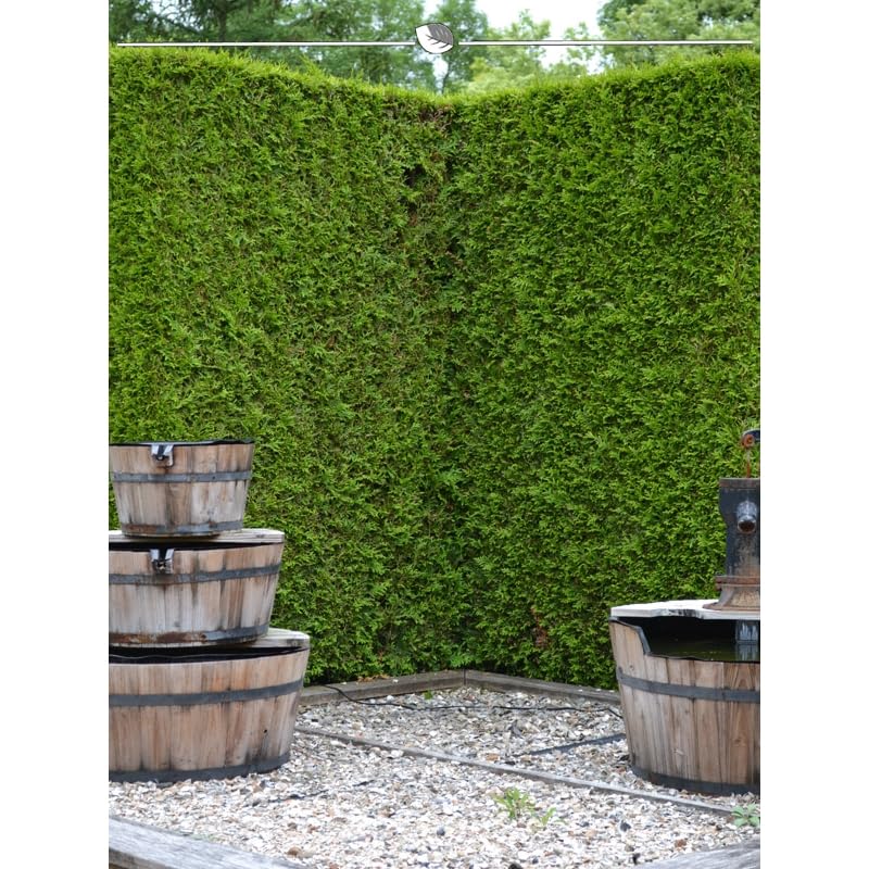 Thuja Brabant 180-200 cm. 3 Lebensbäume. Immergrün, Winterhart, Sichtschutz