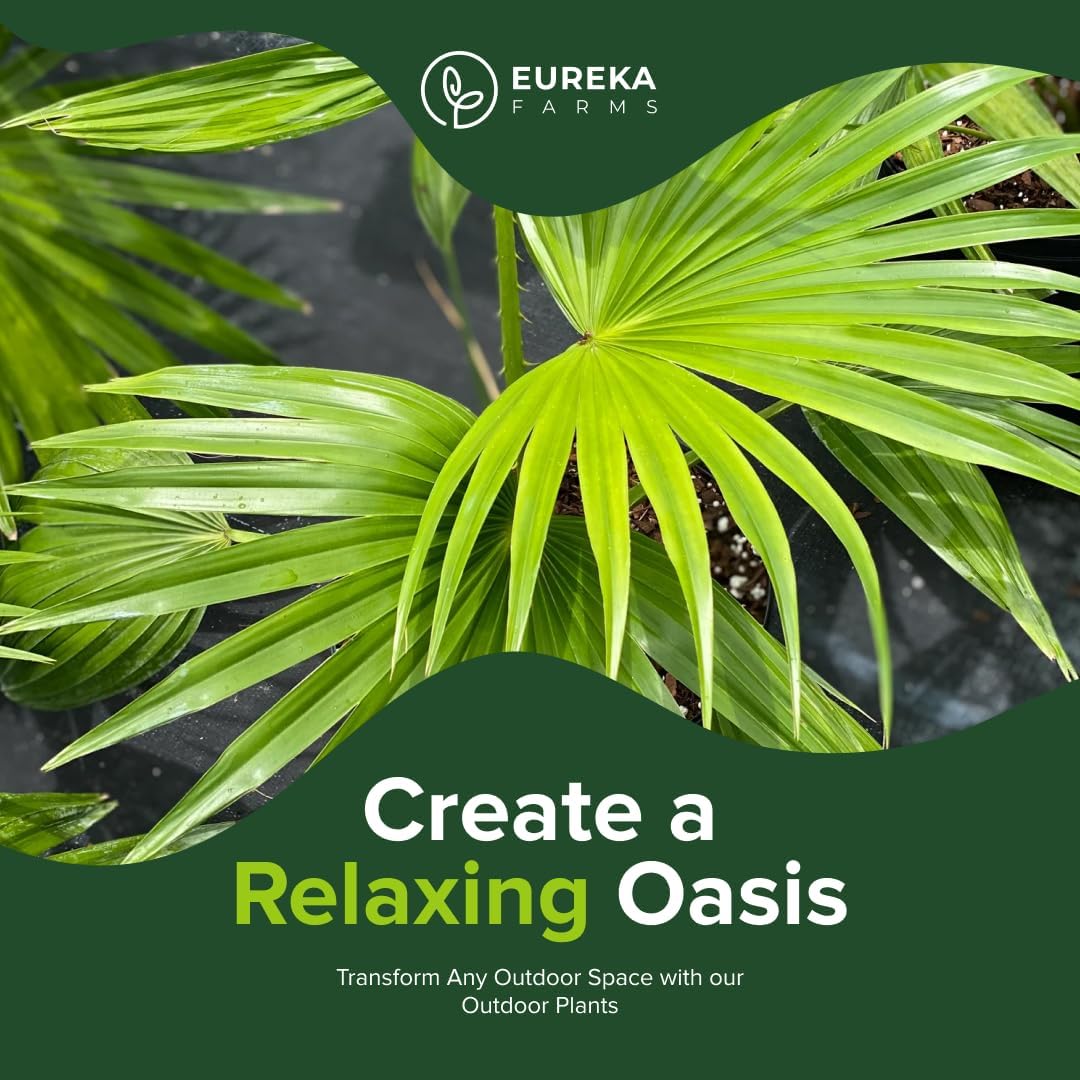 Chinese Fan Palm Tree, Livistona chinensis - Tropical Indoor/Outdoor Live Tree, Exotic Houseplant with Large Fan-Like Leaves, Low Maintenance Garden and Patio Accent (6in Pot; 20-24in)