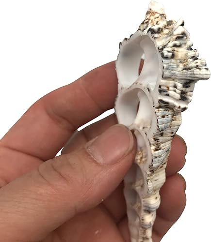 Miniatura 6 de PEPPERLONELY 10 conchas marinas grandes de cerithium nodolosum de corte central, 3 pulgadas  4 pulgadas