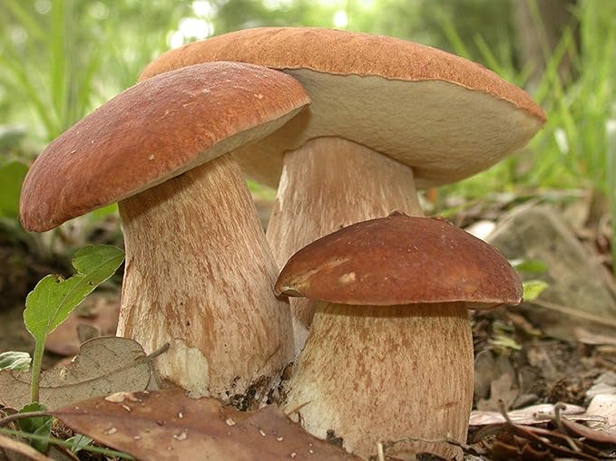 Seeds Porcini Mushroom King Bolete Mycelium Spawn Dried