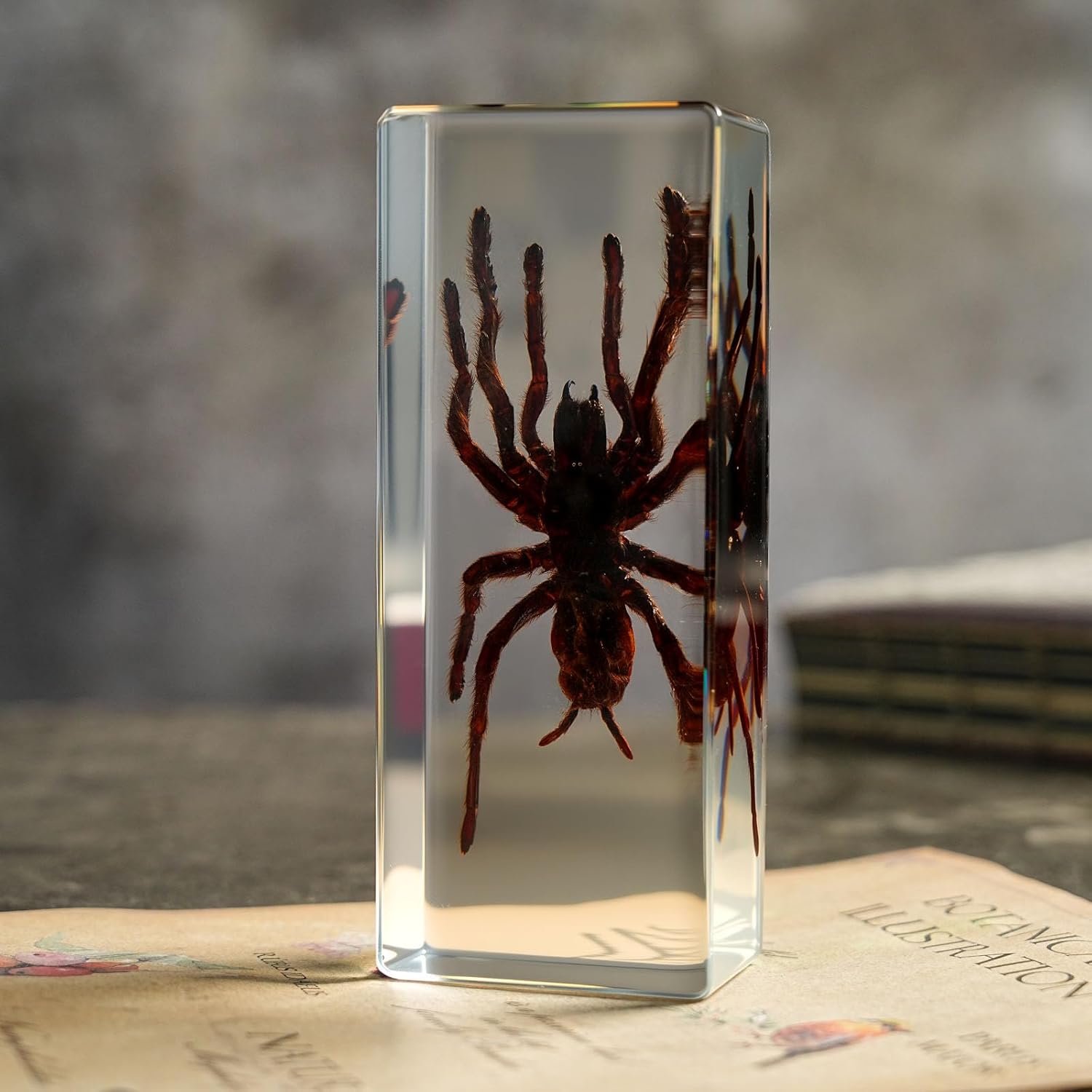 Taxidermy Tarantula Bird Spider Insect in Resin, 4.3 x 1.7 x 1 inches Real Bug Tarantula Bird Spider Specimens Animal in Resin Paperweights Specimen for Science Education Desk Decor