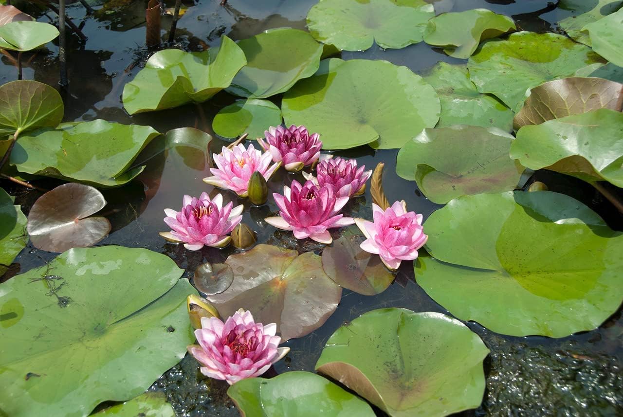 Carbeth Plants 4 x Pond Plant Mix in 9cm Pots - Assorted Marginal Water ...