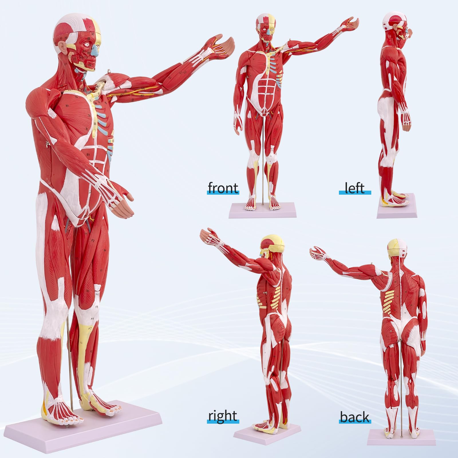 Modello di Figura Muscolare Umana Anatomica da 80 cm, Modello Anatomico Corpo Umano Con Organo Rimovibile, 27 Pezzi, Modello Muscolare Per Fisiologia Medica, Studio e Insegnamento