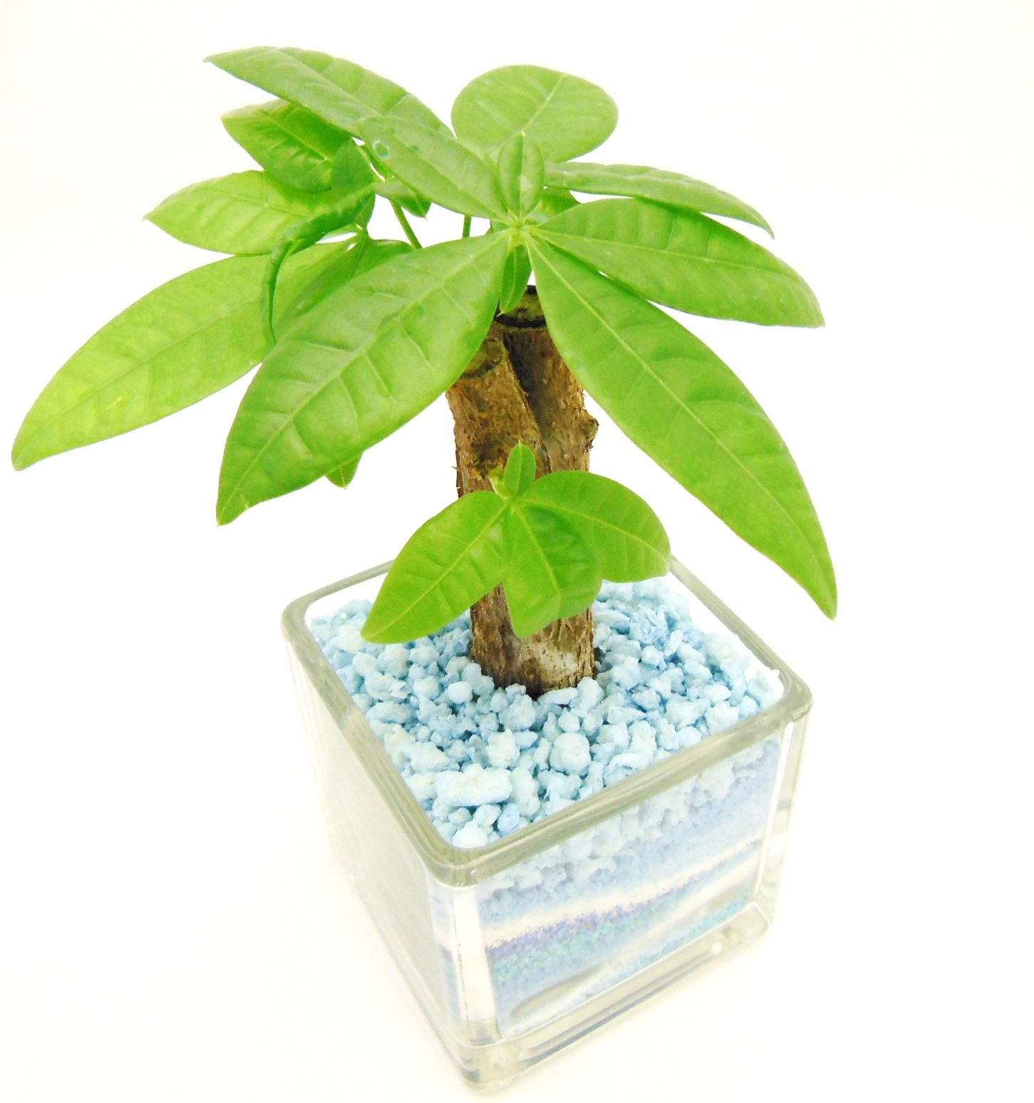 Amazon | 観葉植物 パキラ ハイドロカルチャー ガラス植え S （サンド
