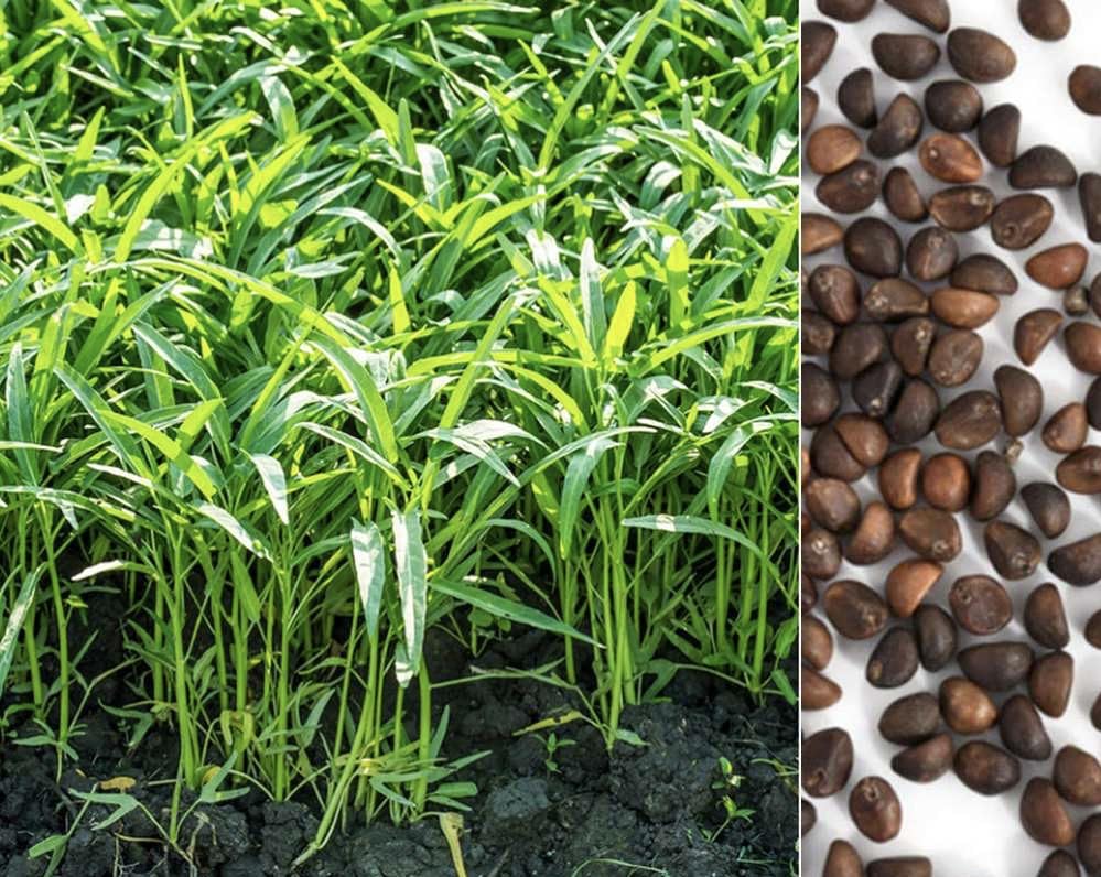 600+ Kangkong Seeds - Hat Rau Muong La TRE - Kong Xin CAI - Ong Choy Seeds for Planting Vegetable for Yard & Garden Made in USA | Non-GMO | Organic | 97% Germination Rate