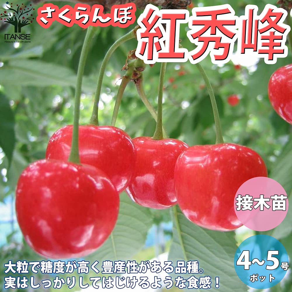 Amazon.co.jp: ITANSE さくらんぼの苗木 品種：紅秀峰【果樹苗木