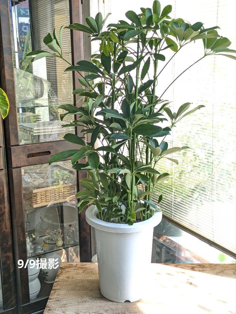 生誕110年記念 小野忠弘ドローイング 小野忠弘 | 青森県立美術館