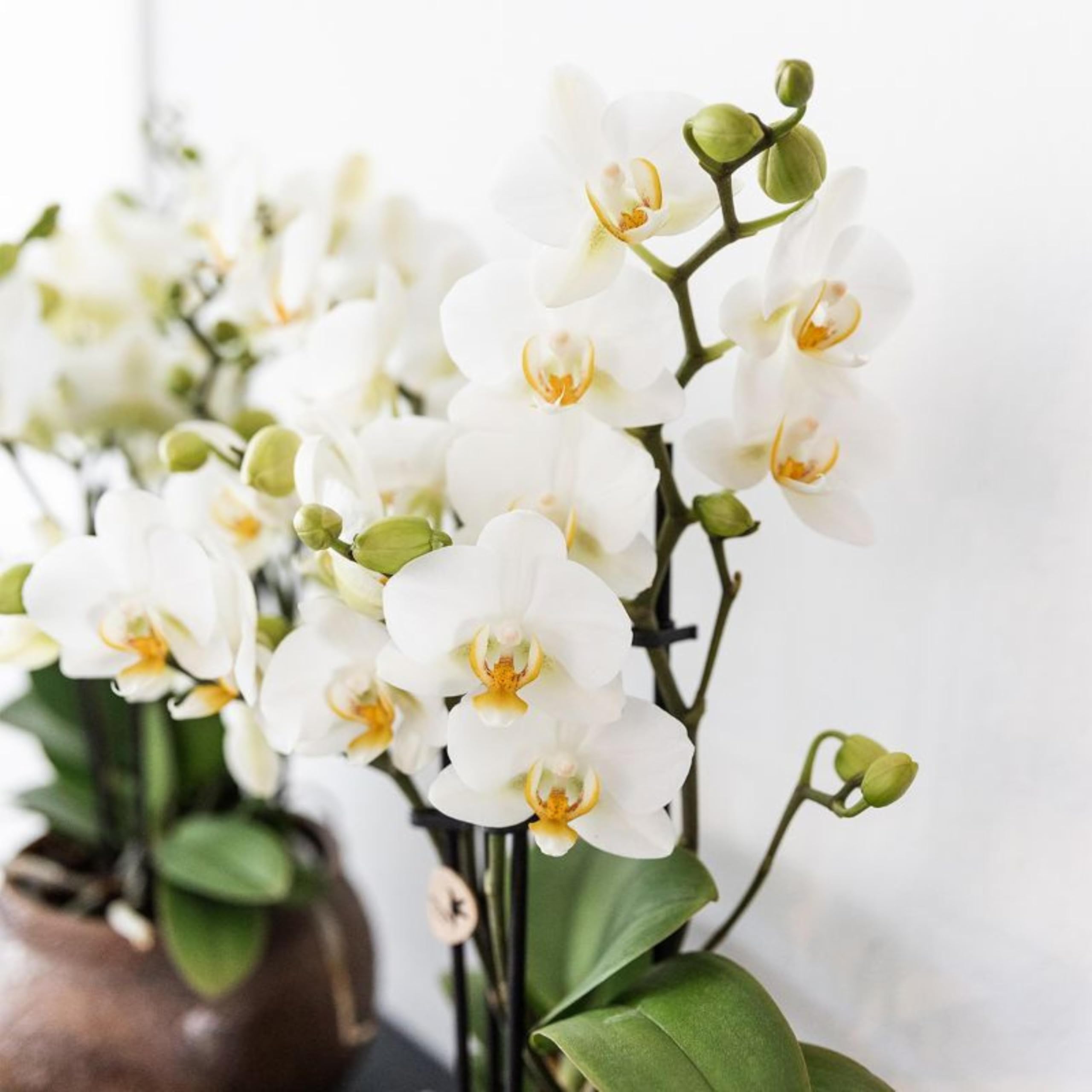 Kolibri Orchids | Weiße Phalaenopsis-Orchidee - Lausanne - Topfgröße Ø9cm | Blühende Zimmerpflanze - frisch vom Züchter